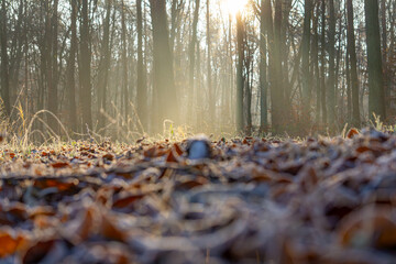 magical winter and autumn forest during frost and fog. sun rays in the forest, rays breaking through the trees. Sunrise in the forest in natural conditions. warm sunlight between the trees. light stre