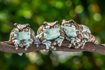 The Mission golden-eyed tree frog or Amazon milk frog (Trachycephalus resinifictrix) is a large species of arboreal frog native to the Amazon Rainforest in South America