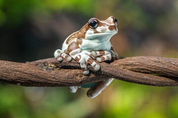 The Mission golden-eyed tree frog or Amazon milk frog (Trachycephalus resinifictrix) is a large species of arboreal frog native to the Amazon Rainforest in South America