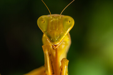 The European mantis (Mantis religiosa) is a large hemimetabolic insect in the family of the Mantidae