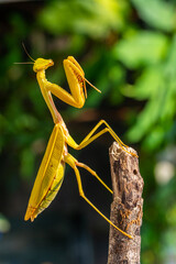 The European mantis (Mantis religiosa) is a large hemimetabolic insect in the family of the Mantidae