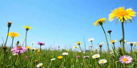 Field filled with vibrant yellow dandelions under a clear blue sky, blue sky, spring