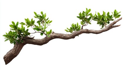 Fototapeta premium A branch of an old tree with green leaves isolated on a white background