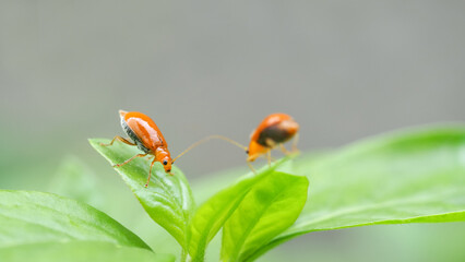 A close-up shot of two small, bright orange beetles on fresh green leaves, with a softly blurred background emphasizing the vibrant foreground details.