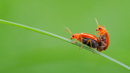 Two vibrant orange beetles perched on a single green blade of grass, captured in sharp detail against a smooth green background.