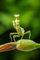 Creobroter is a genus of flower mantises in the tribe Hymenopodini; species are concentrated in Asia