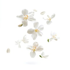 Obraz premium falling jasmine flower isolated on white