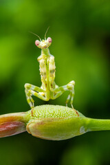 Creobroter is a genus of flower mantises in the tribe Hymenopodini; species are concentrated in Asia