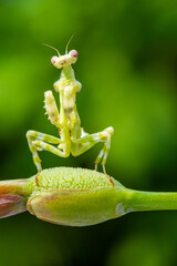 Creobroter is a genus of flower mantises in the tribe Hymenopodini; species are concentrated in Asia