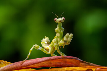 Creobroter is a genus of flower mantises in the tribe Hymenopodini; species are concentrated in Asia