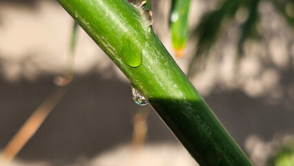 Dew on banana branch