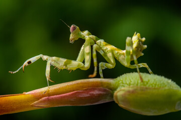 Creobroter is a genus of flower mantises in the tribe Hymenopodini; species are concentrated in Asia