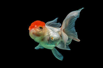 An Red Oranda is a breed of goldfish characterized by a prominent bubble-like "hood" on the head