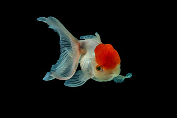 An Red Oranda is a breed of goldfish characterized by a prominent bubble-like 