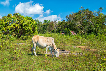 Close up of Cow on field
