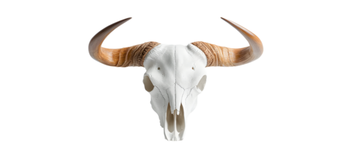 On a white background, a buffalo skull with long horns can be seen