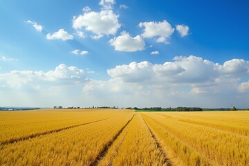 Golden Wheat Fields Under a Clear Blue Sky - Perfect for Nature Photography, Wall Art, or Calming Backgrounds.