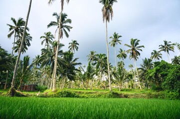 Palmiers dans une rizière à Bali, Indonésie