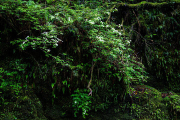 屋久島　白谷雲水峡	
