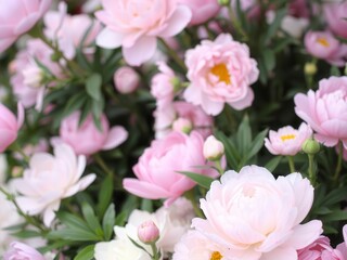 Pink peony flowers in full bloom covering the entire background, vibrant, soft
