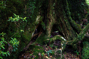 屋久島　白谷雲水峡	
