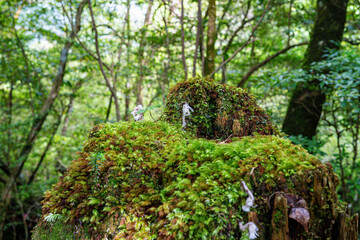 屋久島　白谷雲水峡　ギンリョウソウ