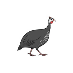  guinea hen vector art