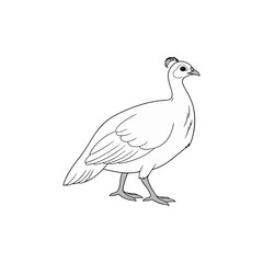  guinea hen vector art