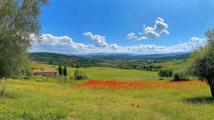 Vibrant poppy fields and rolling hills under a clear blue sky in Tuscany during spring