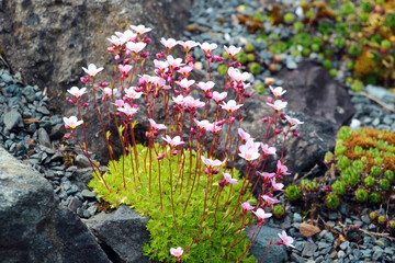 Irish saxifrage, or Saxifraga rosacea flowers in a garden