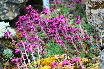Mossy saxifrage, or Saxifraga hypnoides flowers in a garden