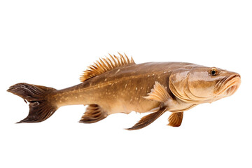 Magnificent Catfish Isolated on Transparent Background