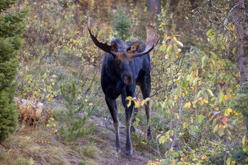 Bull Moose in Grand Teton National Park Wyoming During the Rut in Autumn