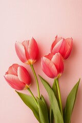 Naklejka premium Beautiful pink tulips arranged elegantly on a soft pink background showcasing their vibrant colors and delicate