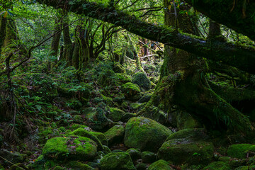 屋久島　白谷雲水峡	
