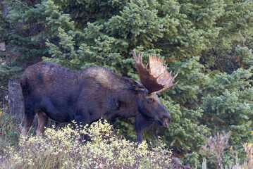 Bull Moose in Grand Teton National Park Wyoming During the Rut in Autumn