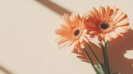  Elegant peach gerbera daisies in warm sunlight ambiance © standret
