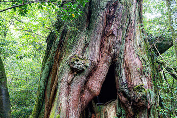 屋久島　白谷雲水峡	
