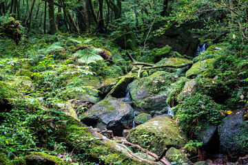 屋久島　白谷雲水峡	
