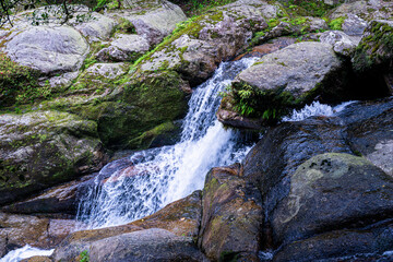 屋久島　白谷雲水峡	
