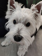 West Highland Terrier (Westie) small white dog , lying on sofa, front view