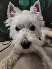West Highland Terrier (Westie) small white dog , lying on sofa, front view