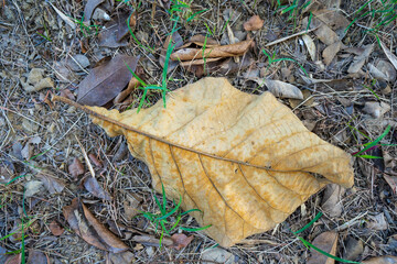 Dry leaves falling on the ground. brown teak leaves texture, autumn background, and Many dry leaves falling on the ground