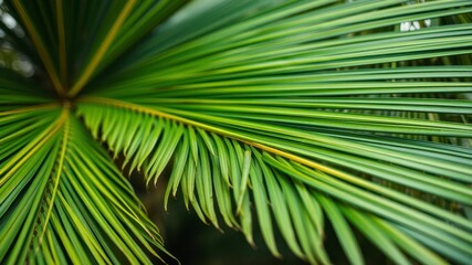 Obraz premium Close up of a natural tropical green palm leaf texture, macro, nature, organic