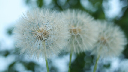 Three dandelions with delicate seeds on a vibrant green blurred background. Symbolizing freedom, fragility, and natural beauty. Perfect for nature banners, inspirational designs, and abstract concepts