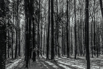 Landscapes - Forest - Europe, Romania, Suceava region