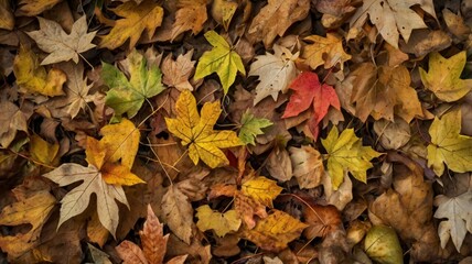 autumn leaves background