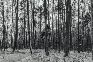 Fototapeta premium Landscapes - Forest - Europe, Romania, Suceava region
