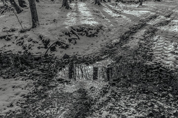 Fototapeta premium Landscapes - Forest - Europe, Romania, Suceava region