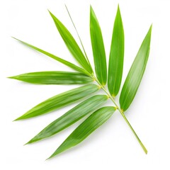 Obraz premium Tropical bamboo palm frond displaying verdant, feathery foliage against pristine white backdrop